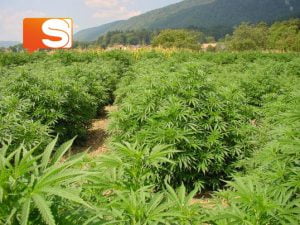 Coltivazione di marijuana nel giardino del bed & breakfast