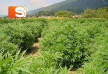 Sicilia, scoperta piantagione di marijuana: oltre duecento chili di sostanza stupefacente