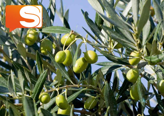 Sicilia, primato nella coltivazione dell'olivo.