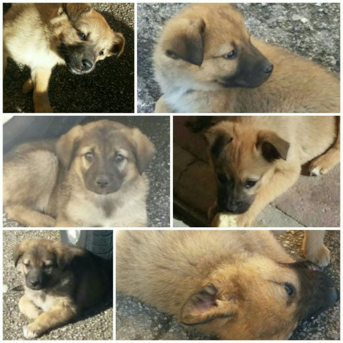 Cuccioli abbandonati Canicattì