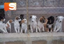 Sciacca, cuccioli abbandonati: in città vagano 150 randagi