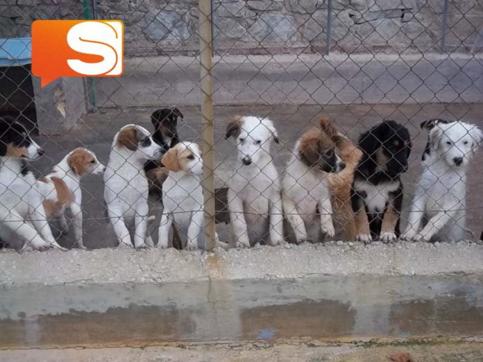 Cuccioli randagi Sequestro cuccioli.