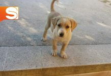 Cucciolo smarrito a Canicattì