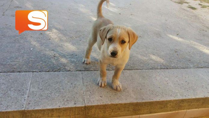 Cucciolo smarrito a Canicattì
