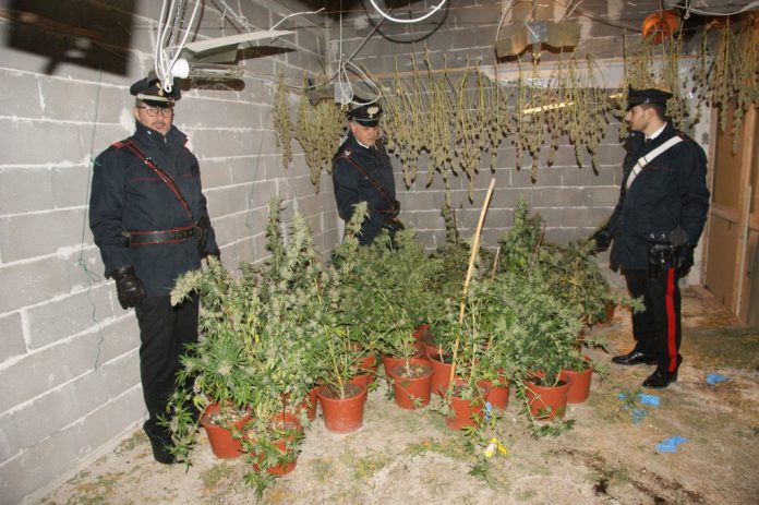 Coltivazione di droga trovata a Palermo