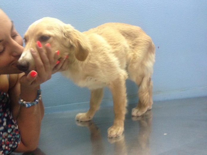 Il cucciolo "Biscottino" rimasto vittima di un incidente stradale