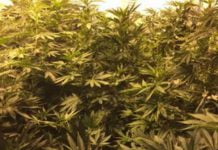 Sicilia, trasportava 231 chili di droga: arrestato corriere maltese a Ragusa