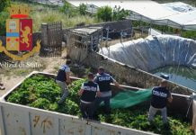 Vittoria, 6 tonnellate di droga nascosta tra i pomodori: maxi sequestro della Polizia