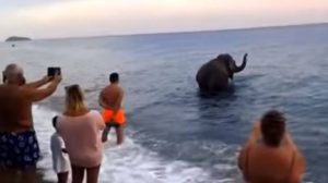 Elefante fugge dal circo per andare a fare il bagno: L'Aidaa presenta esposto in procura