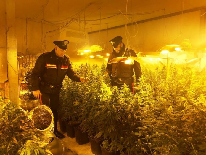 Partinico, scoperta piantagione di cannabis indica