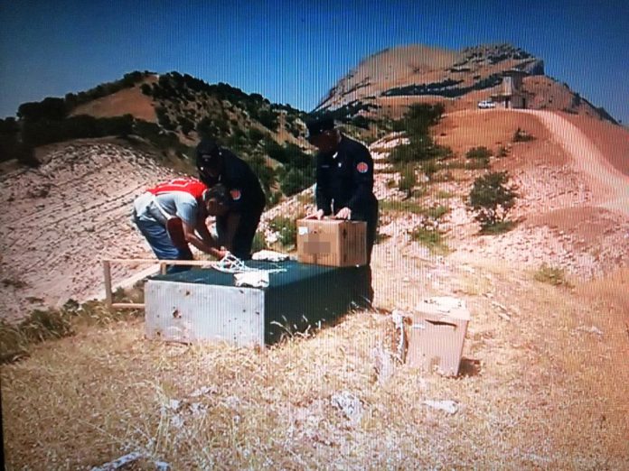 Sicilia, liberati 5 esemplari di Falco pellegrino Sicilia, liberati 5 esemplari di Falco pellegrino