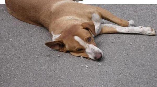 FOTOP-625x350 (Copy)