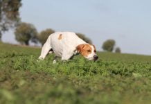 Sicilia, cane scopre cavallo agonizzante legato ad un albero