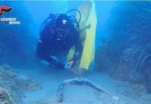 Messina, i Carabinieri sanzionano 4 sub palermitani per pesca illecita