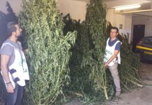 Sequestro canapa Carini