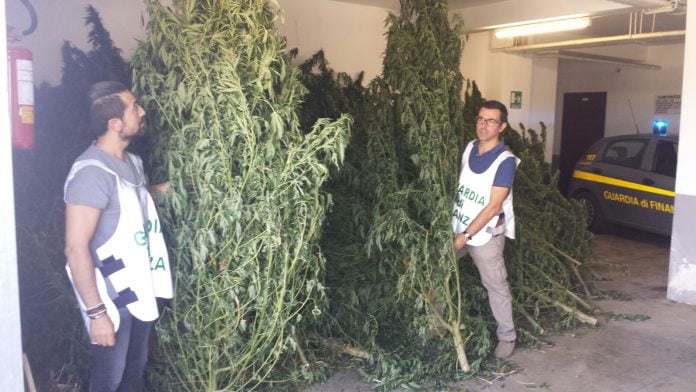 Foto sequestro canapa Sequestro canapa Carini