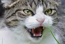 Gatto-con-raro-virus