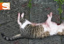 Gatto ucciso a Licata con una carabina ad aria compressa