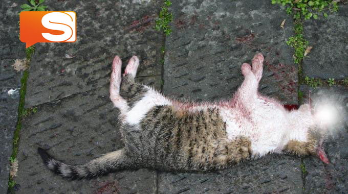 Gatto ucciso Gatto ucciso a Licata con una carabina ad aria compressa