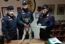 Cane Ron dei Carabinieri