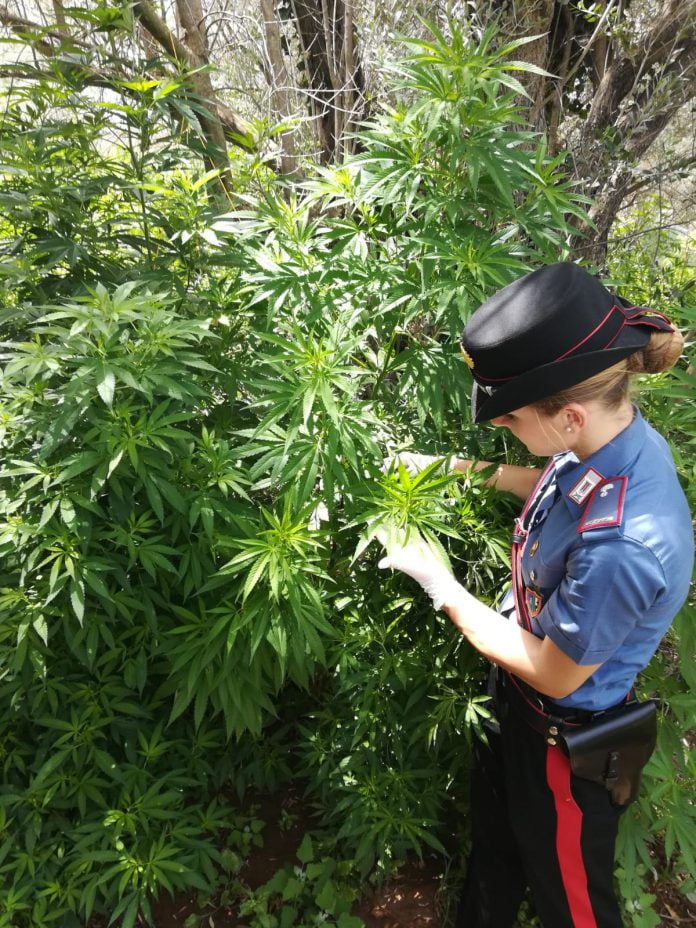 Piantagione di marijuana