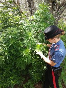 Piantagione di marijuana