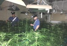 Partanna Mondello, scoperte 400 piante di marijuana