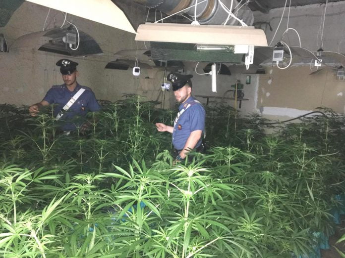 Partanna Mondello, scoperte 400 piante di marijuana