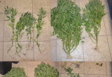 Licata, coltivazione piantine di marijuana