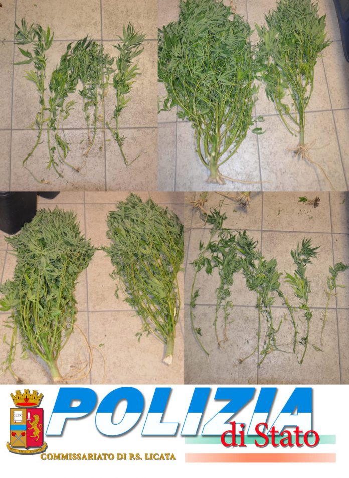 Licata, coltivazione piantine di marijuana