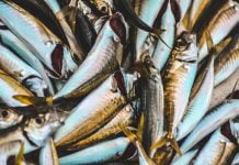 Porto Empedocle, controlli della Guardia Costiera contro la pesca abusiva di novellame: sequestrate reti e pescato