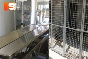 Gabbie e sala operatoria per sterilizzare e microchippare i cani.