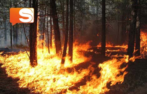 Incendio nei boschi Incendi Sicilia
