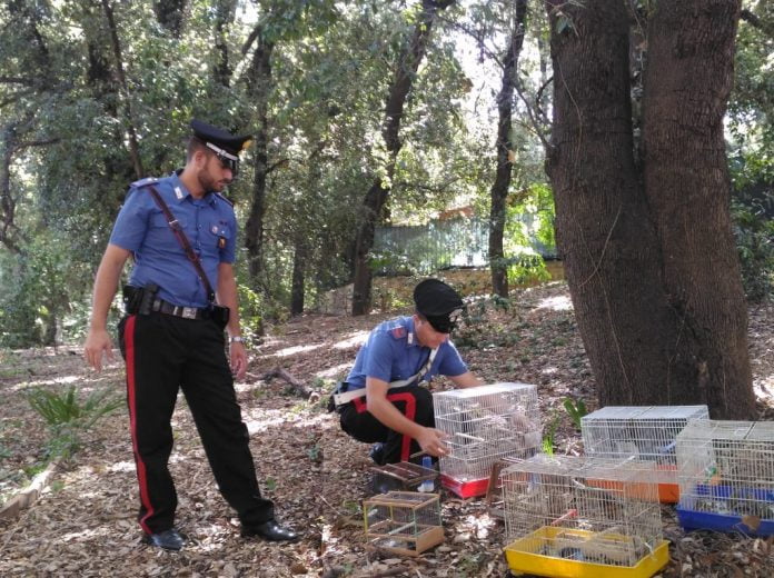 LIBERAZIONE CARDELLINI
