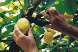Siracusa, ladro ruba limoni ad un altro ladro