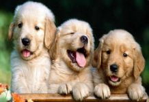 cuccioli cane