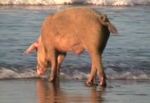 Maiale in spiaggia a Realmonte