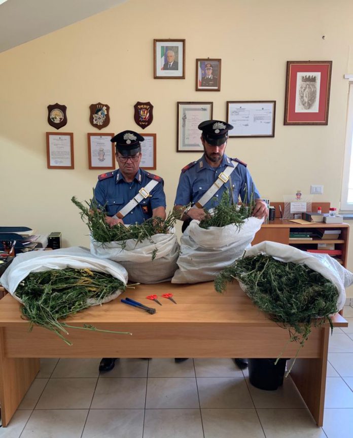 Randazzo, Marijuana-sequestrata