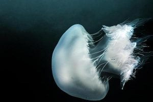 Favignana, pericolo per la balneazione: avvistata medusa gigante