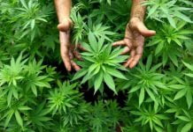 Coltivazione di marijuana