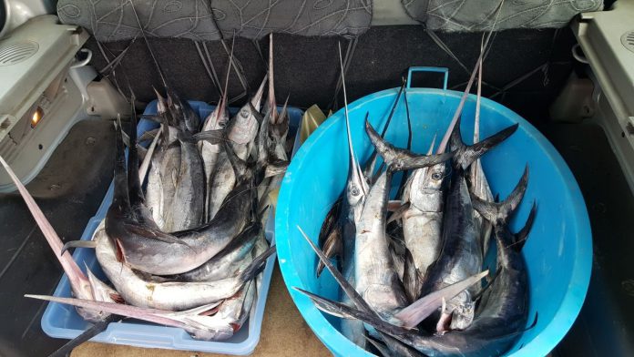 Pesce spada sequestrato