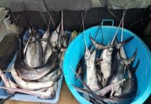 Pozzallo, sequestrati 4,6 quintali di pesce spada non tracciabile: multa da 1.500 euro Pesce spada sequestrato dalla Guardia di Finanza