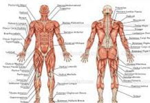 Body Building, perchè mi alleno e non riesco a migliorare? Le risposte dell’esperto (Video) Pesi e corpo umano