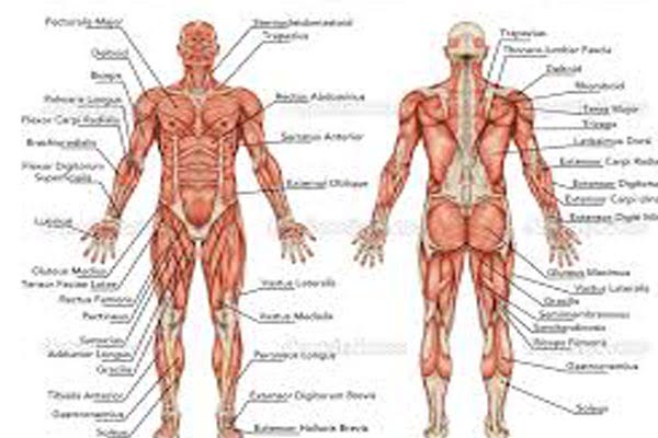 Pesi e corpo umano Pesi e corpo umano