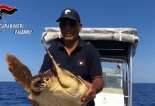 Ustica, salvataggio tartaruga Caretta Caretta