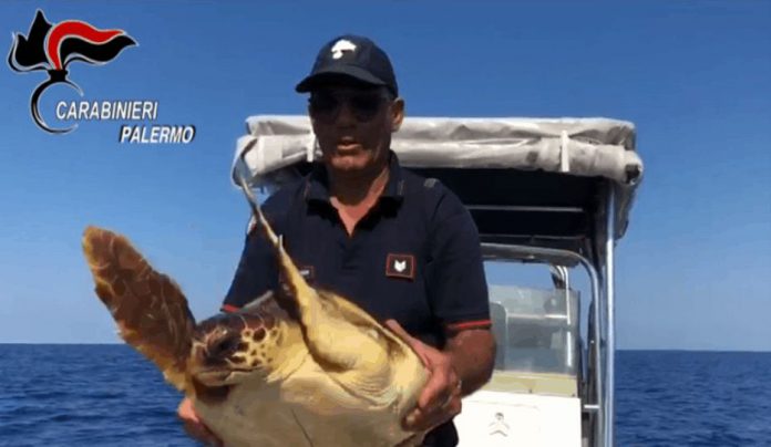 Ustica, salvataggio tartaruga Caretta Caretta