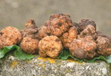 Proposta di legge in Sicilia per la tutela del tartufo