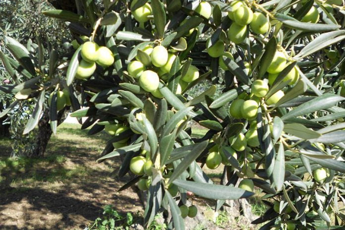 Lucca Sicula, tagliati alberi d'ulivo