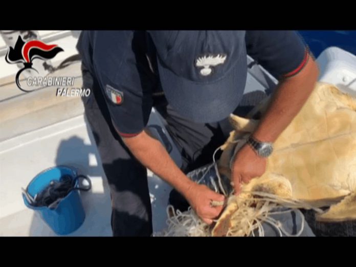 Ustica, carabinieri soccorrono una tartaruga