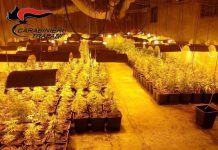 Coltivazione canapa indica a Trapani